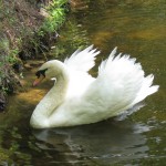 Teller the Swan 2