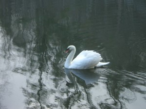 Swan Pentu Arrival 011 Swan Pentu Arrival 011