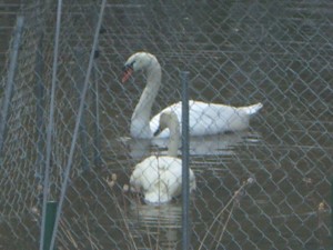 Swan Pentu Arrival 014 Swan Pentu Arrival 014