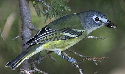 Blue-headed Vireo