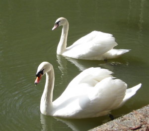 Pentu the Swan at Home on Buckhorn Pond