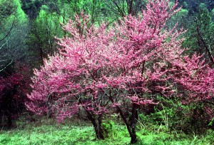 Redbuds in bloom spring