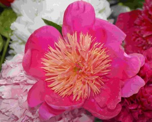 Peony 2011