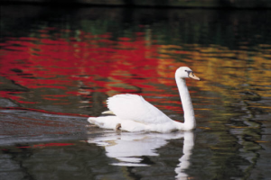 They are back, Swans Return to Buckhorn