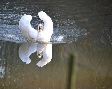 Pentu and Teller the Swans