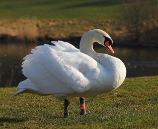 An Encounter with a Territorial Swan