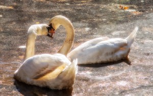 Swans November 2013