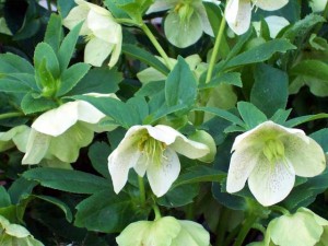 Lenten Roses