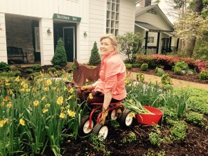 Lee Mellor gardening daffodils