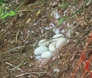 Swan Eggs 20150510