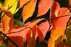 Fall Red Dogwoods Bertram Henry