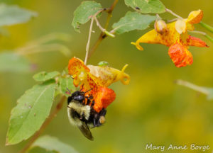 See Summer Flowers in the Smokies