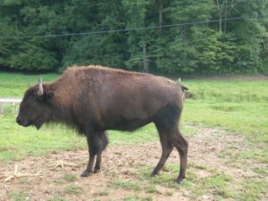 Bison are being brought back from the edge of extinction.