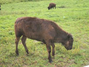 The bison may be seen through an electrified fence.