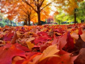 The fall color makes this one of the best times to be in the Great Smoky Mountains.