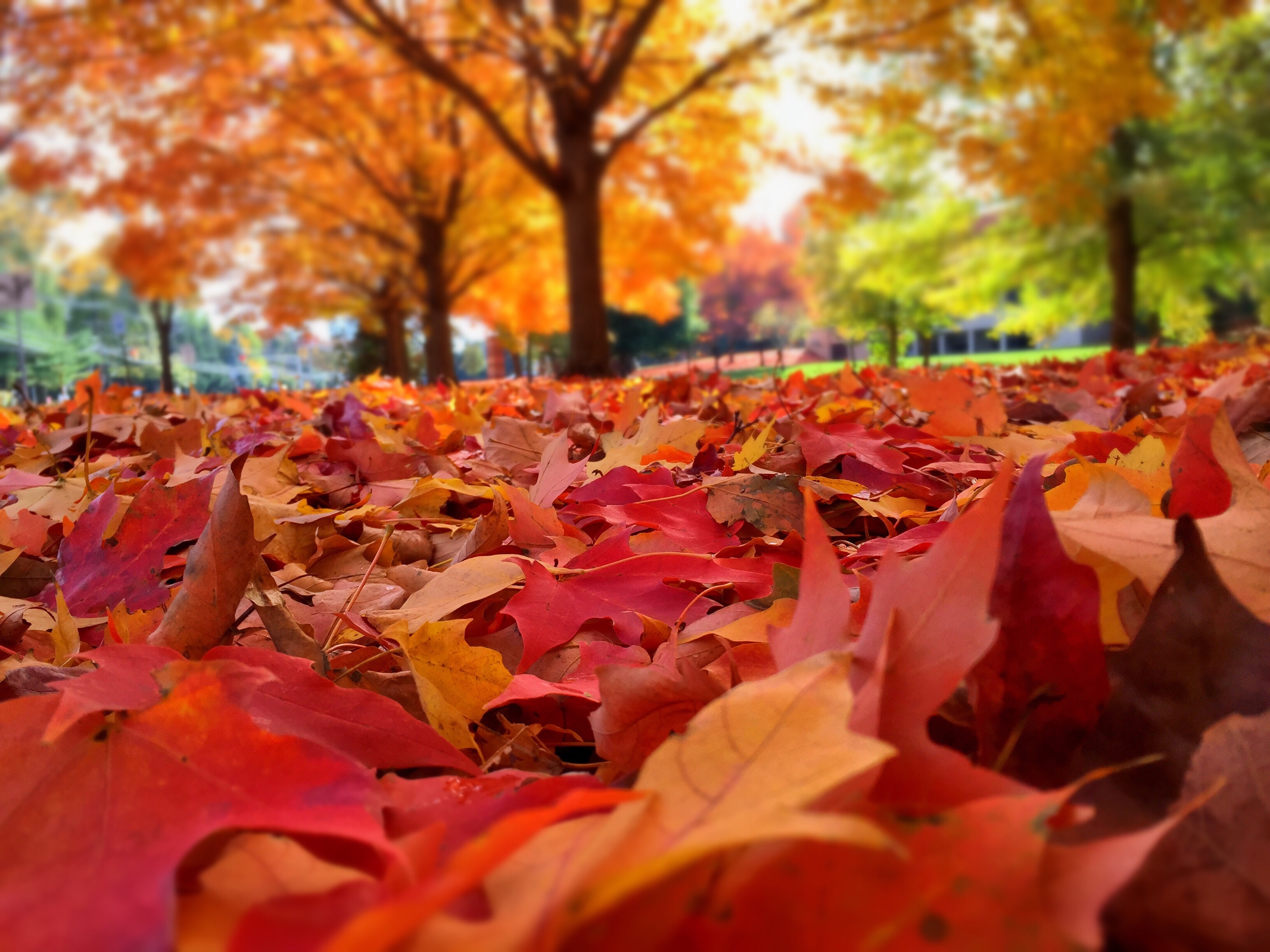Fall Color in the Great Smoky Mountains - Buckhorn Inn