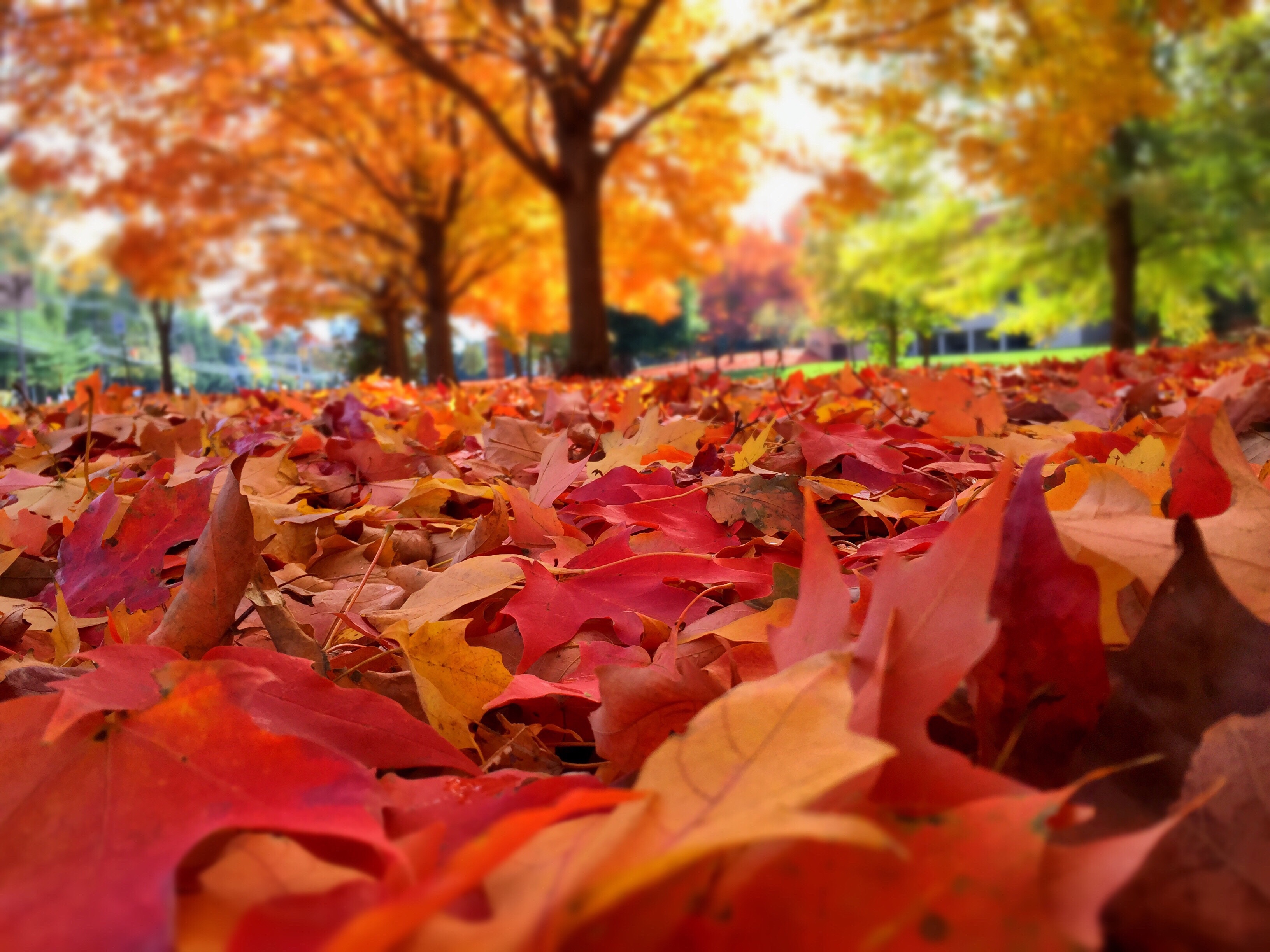 Fall Color in the Great Smoky Mountains Buckhorn Inn