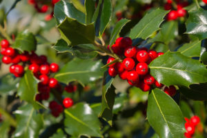 The thick green leaves and bright red berries make holly a popular winter decoration.