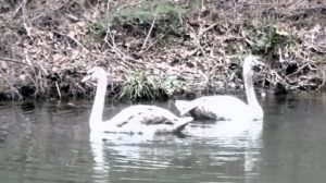 Perhaps the Buckhorn Inn swans will be the subject of children's literature.