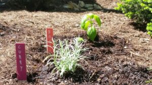 Herb gardening is a wonderful boon to the Buckhorn Inn chefs.