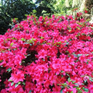 In the Smokies you can find four species of native true rhododendron.