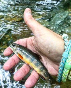 The trout here make the Park one of the country's most popular fishing destinations.