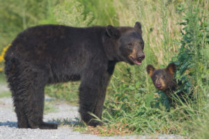 This mother black bear will defend her cub.