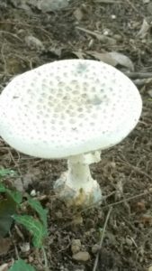 The wide variety of fungi are just one example of Smoky Mountain biodiversity.