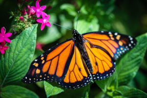 Butterfly tagging hikes are about 3 miles and rated easy.