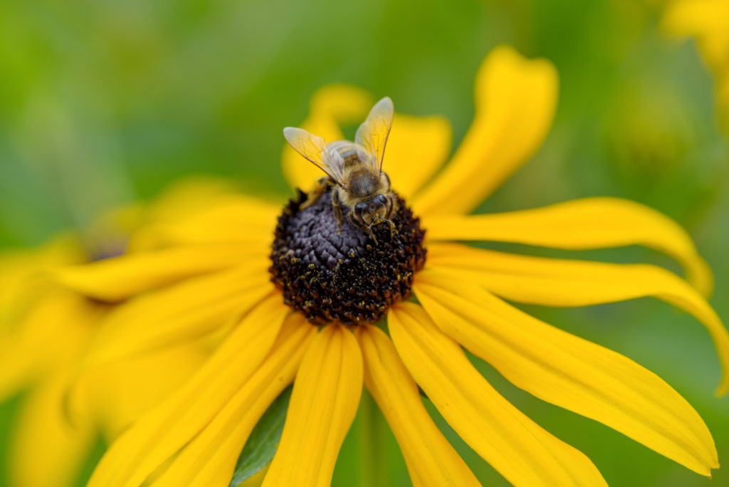 Wildflowers attract pollinators.