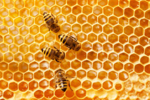 Honey bees worked all summer to build honey stores.