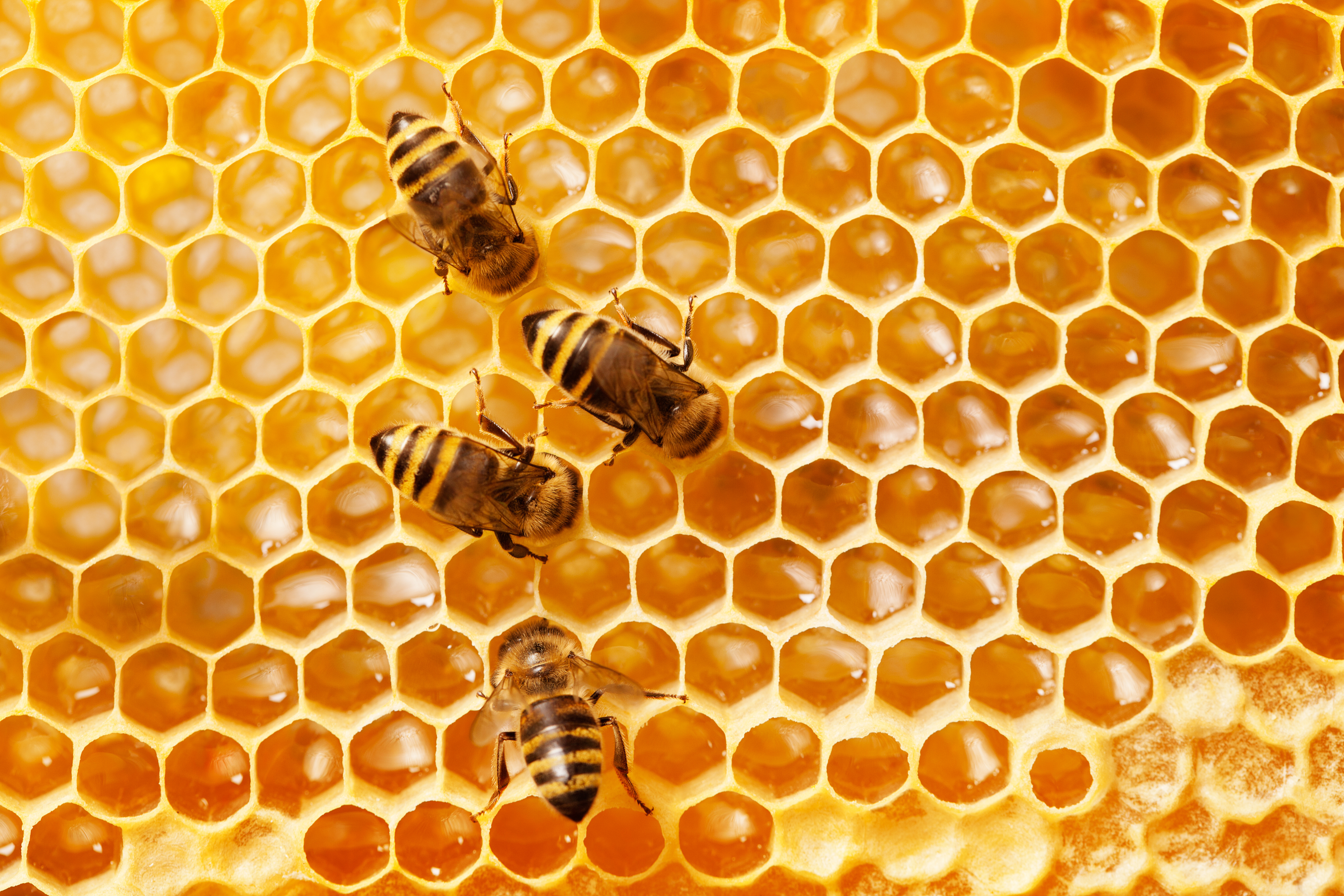 How Do Honey Bees Spend the Winter? - Buckhorn Inn