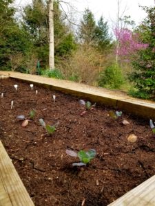 We started our 2020 vegetable garden.