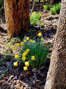 Spring brings daffodils to Buckhorn Inn.