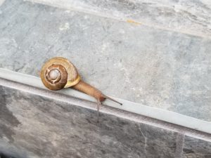 The Great Smoky Mountains are home to 150 types of land snail.
