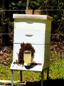Honey bees often beard in warm weather.