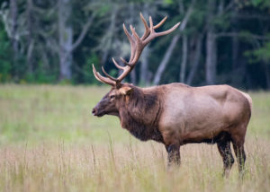 The best time for elk viewing is early morning or late evening.