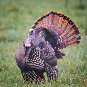 Wild turkeys are a common sight in eastern Tennessee.