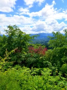 The Foothills Parkway offers breathtaking views in all seasons.