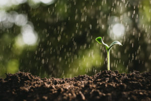 Most people find petrichor to be very pleasurable.