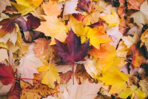 The fall foliage makes a trip to the Great Smoky Mountains a special treat.