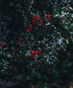 The Nature Trail features several specimens of this attractive evergreen.