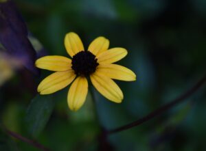 Black-eyed susans are among the most easily recognizable summer wildflowers.